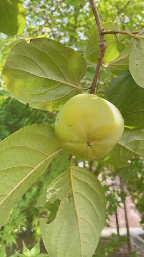 a green fruit hanging from a tree with leaves at ガーデンリゾート 潮美庵 in Hatsukaichi