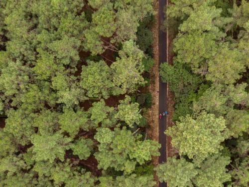 an overhead view of a forest with people standing in the trees at Lacanau, 6 personnes, à côté du lac, sous les pins au calme in Lacanau