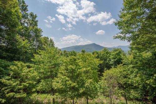 a forest of trees with mountains in the background at Mnt Views, Close to Everything, Hot Tub, Sleeps 4 - Buena Vista Cabin in West Jefferson