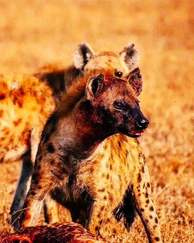 a baby hyena running in a field at Bati Valley Guest House in Kigali