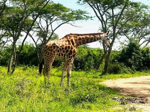 a giraffe standing in the grass next to a tree at Bati Valley Guest House in Kigali