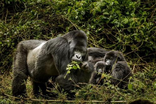a gorilla with two babies standing in the grass at Bati Valley Guest House in Kigali