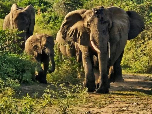 a group of elephants walking down a dirt road at Bati Valley Guest House in Kigali