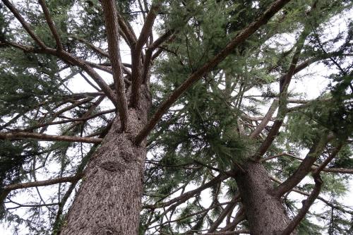 two tall pine trees with their trunks at Cjase mê in Tarcento