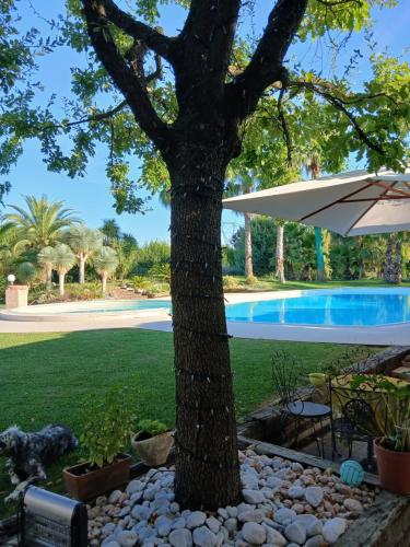 a tree with an umbrella next to a swimming pool at L'introvabile in Cesena