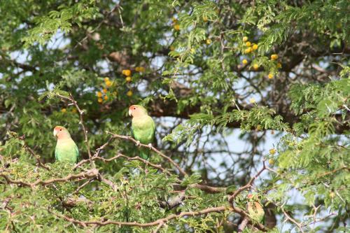 two green birds sitting on a tree branch at Etango Ranch Guest Farm in Voigtland