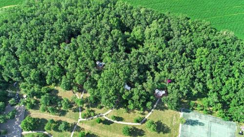 an overhead view of a forest of trees at Coeur de bull' in Cahuzac-sur-Vère