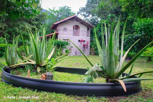 a group of plants in front of a house at Finca Montaña Sagrada in Mérida