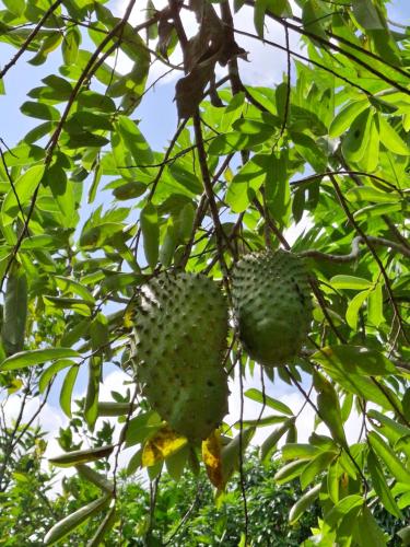 two green unripe fruit hanging from a tree at Sabajo appartement verhuur in Paramaribo