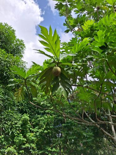 a tree with a bunch of leaves on it at Sabajo appartement verhuur in Paramaribo