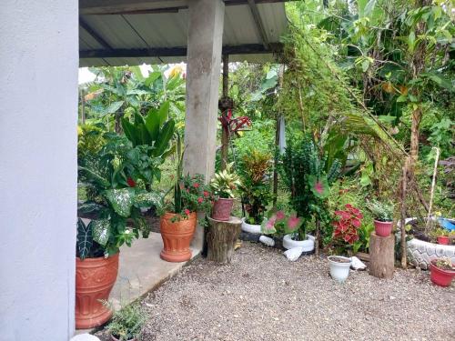 a group of potted plants in a garden at Hostal La Esmeralda in El Valle