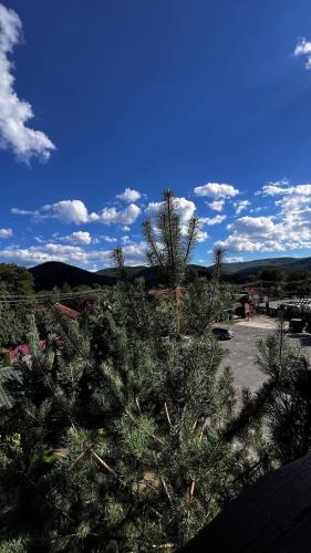 a view of a pine tree in a parking lot at Sadyba Pidkova Чан сауна Приймаємо групи до 70людей in Pistyn