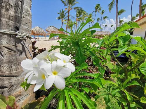 O grădină în afara CASAS DEL CARIBE Villas & Suites HOTEL BEACH CLUB & SPA