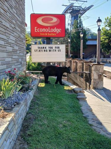 a black bear standing in the grass next to a sign at Econo Lodge Inn & Suites on the River in Gatlinburg