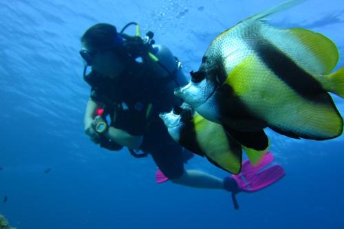 Gallery image of Dive Urge in Dahab