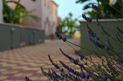 a bunch of purple flowers next to a brick sidewalk at Hotel Sias Resort in Agios Avgoustinos