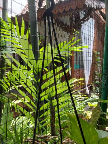 a group of green parrots in a cage at Buratwangi Joglo House in Kerobokan