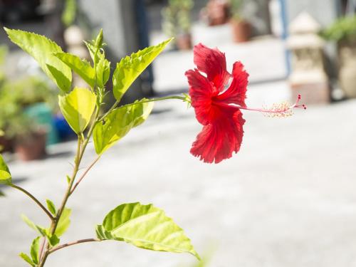 Un jardín fuera de Home & Teak Residence