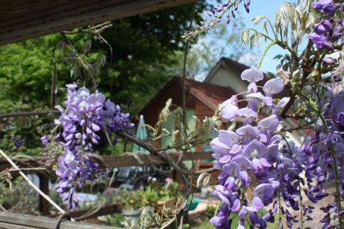 a bunch of purple flowers hanging from a fence at River Cottage in Balledent