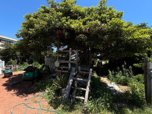 a ladder under a tree in a garden at あさひシーサイドコテージ in Asahi