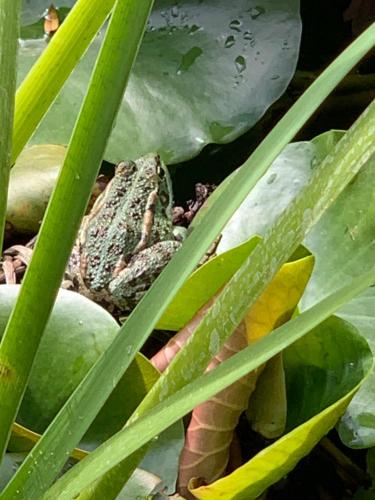 a frog sitting on top of a plant at B&B Beauty House in Cesena