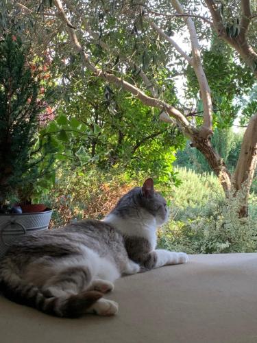 a gray and white cat laying on a window sill at B&B Beauty House in Cesena