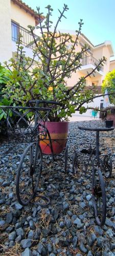 Сад в Pissouri Hills Retreat