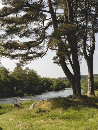 a tree on the side of a river at Lairg Lodge in Lairg