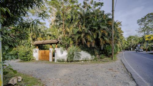 a tree is growing on the side of a road at ZEN Villa in Punta Uva