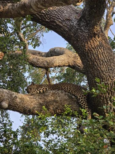 un léopard dormant sur une branche d'arbre dans l'établissement Kumana safari, à Baie d'Arugam