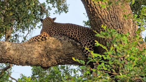 un léopard couché sur la branche d'un arbre dans l'établissement Kumana safari, à Baie d'Arugam
