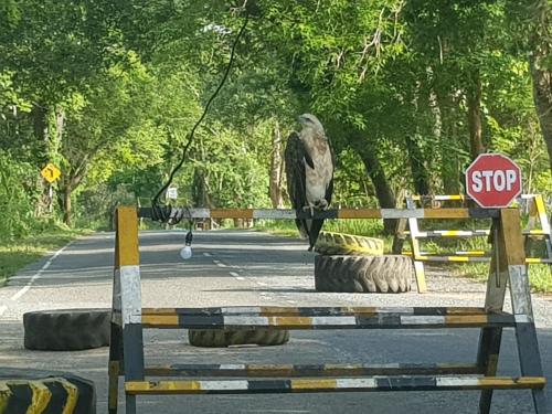 une statue d'un oiseau assis sur un panneau d'arrêt dans l'établissement Kumana safari, à Baie d'Arugam