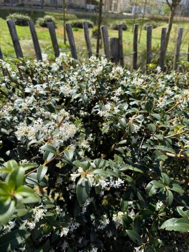 a garden of white flowers in front of a fence at Modern Family - Disneyland Paris in Montévrain