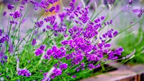 a bunch of purple flowers in a field at Nature rezidence private wellness in Zahorčice