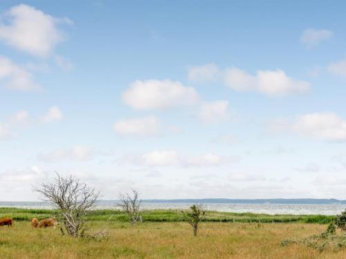 JægersprisにあるHoliday Home Bernadete - 50m to the inlet by Interhomeの田んぼ放牧牛