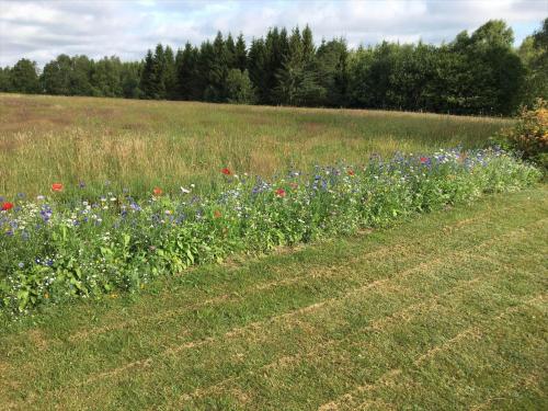 a field of flowers in the middle of a field at SKA601-Roeke-Roeke-Algustorp-4198 in Röke