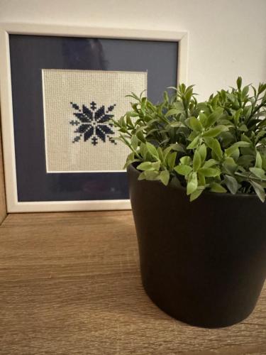 a plant in a black pot next to a picture at Apartman DIJANA in Banja Luka