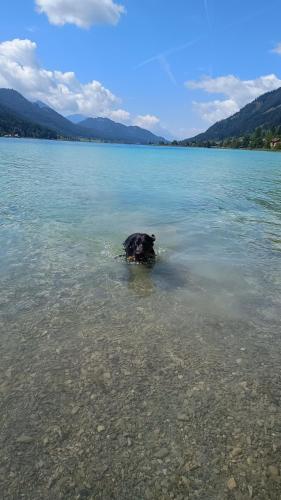 a dog swimming in a large body of water at Family Home Weißensee in Greifenburg