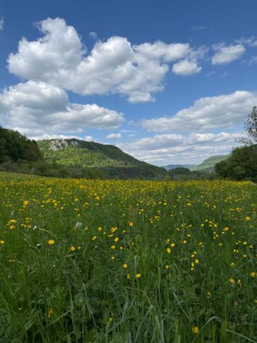 a field of yellow flowers in a green field at Altes Pfarrhaus Hotel und Restaurant in Bad Überkingen