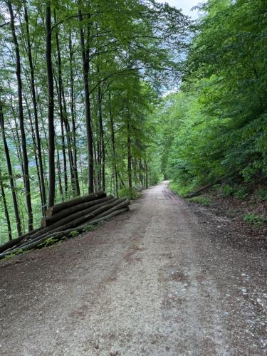a dirt road in the middle of a forest at Altes Pfarrhaus Hotel und Restaurant in Bad Überkingen
