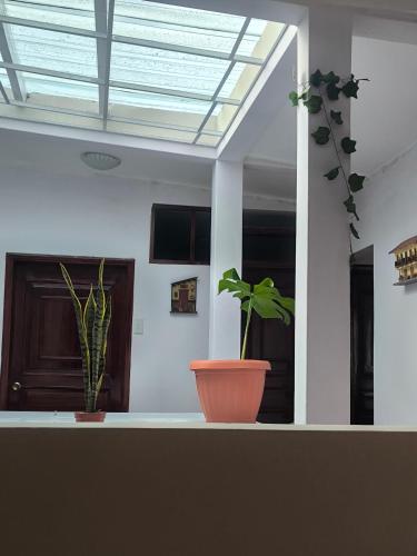 a plant sitting on a counter in a room at Departamento Familiar La Merced Terracota in Riobamba