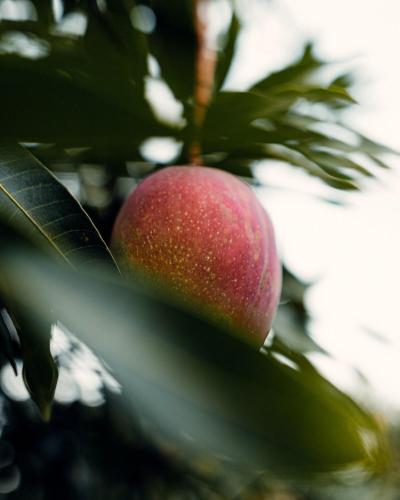 a red apple sitting on a tree branch at Luxury Villa Ceibo - Exquisite, Private, Serene in San Mateo