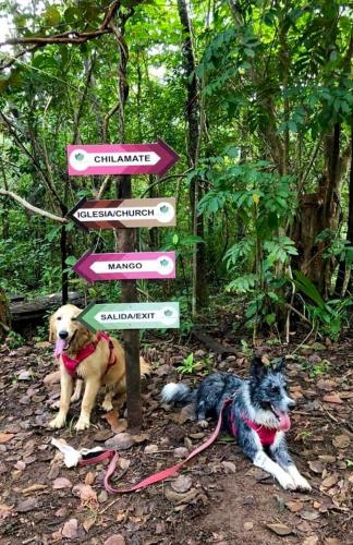 two dogs sitting next to a sign in the woods at Luxury Villa Ceibo - Exquisite, Private, Serene in San Mateo
