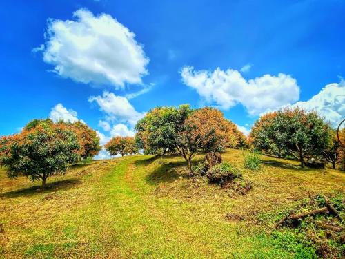 a group of trees on a hill with a blue sky at Luxury Villa Ceibo - Exquisite, Private, Serene in San Mateo