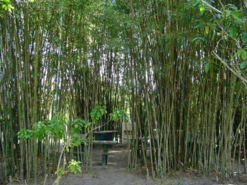 a bench in the middle of a bamboo forest at Samburá Chalés in Ilha Comprida