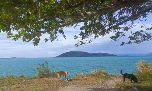two dogs standing on a hill by the water at Dream house grop in Koh Samui