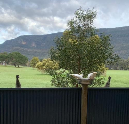 a birdbath with three birds standing on a fence at Halls Gap Escape Townhouses in Halls Gap