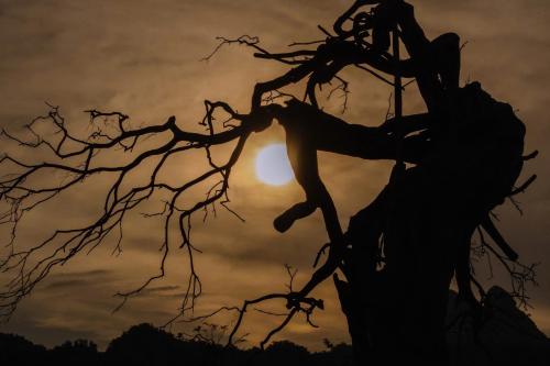a silhouette of a person in a tree at Phong Nha Valley in Bố Trạch