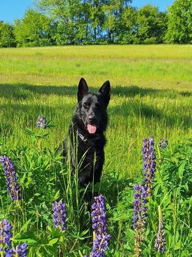 a black dog sitting in a field of purple flowers at Haus Höll Herta in Hallstatt