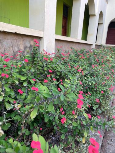 a bush of pink flowers in front of a building at Millennium Park Hotel - Diani in Magutu